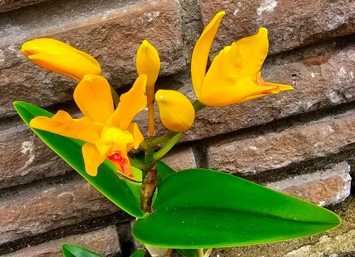 Orange blühende cattleya - orange,