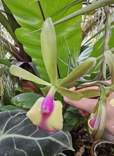 duft Orchidee Cattleya Epicattleya Cacilda Pereira , mit BT /warm Versand