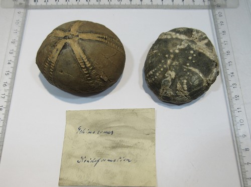 Md336 zwei echinocorys - md336,