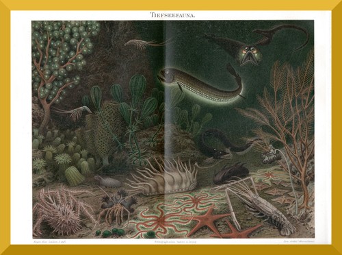 Tiefsee fauna 130 jahre - tiefsee-fauna,