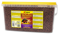 Tropical Cichlid Carnivore