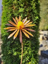 Edelrost Blume Ilonka spitze