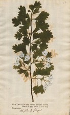 hawthorn Weißdorn Crataegus