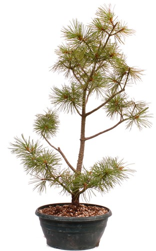 Bonsai pinus parviflora - -,