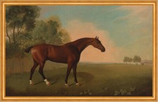 A Bay Horse in a Field