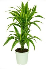 Dracaena deremensis Lemon