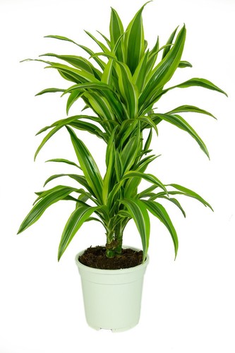 Dracaena deremensis lemon - deremensis,