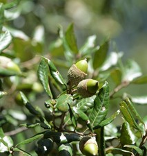 Immergrüne Stein Eiche