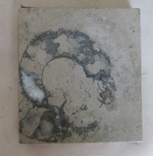 großer Ammonit Fossil Schnecke Versteinerung Platte  Untersetzer geschliffen