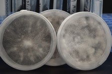 Pilzkultur Reinkultur in Petrischale – Sterile Kultur für Pilzzucht & Mykologie