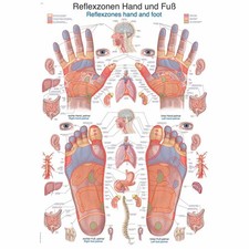 Erler Zimmer anatomische Lehrtafel, Reflexzonen Hand und Fuß 2 Größen