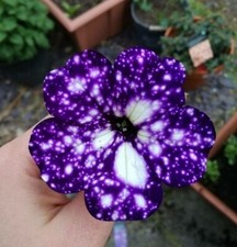 8000793 Petunia lila Sky Petunien Bicolor 5 Samen