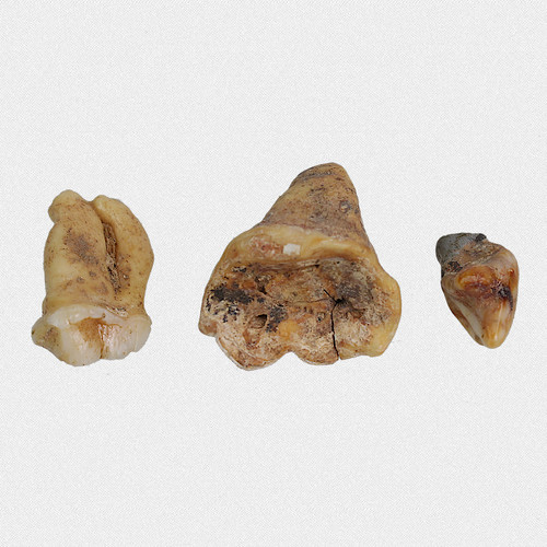 Fossilien backenzahn u - backenzahn,