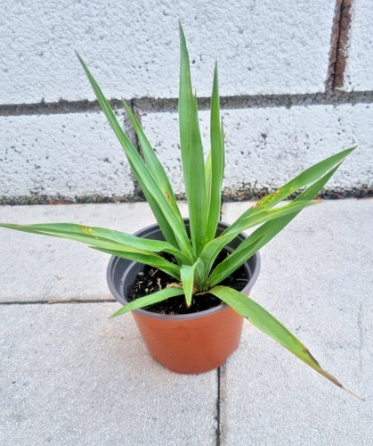Yucca gloriosa palme - palme, palmlilie
