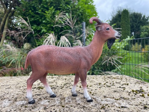 Ziege ziegenbock geißbock - ziege,