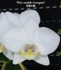 Phal amabilis - phal., (variegata)