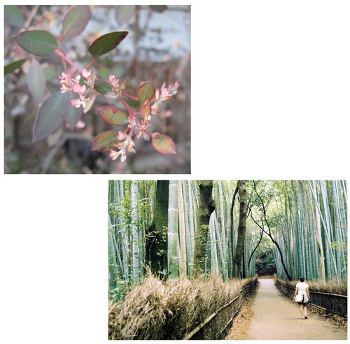 Samen sparset eukalyptus und - samen,