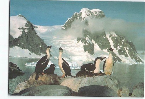 Postcard blue eyed shags - eyed, on
