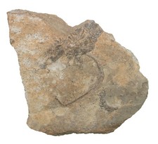 Karbon  Eretmocrinus tentor