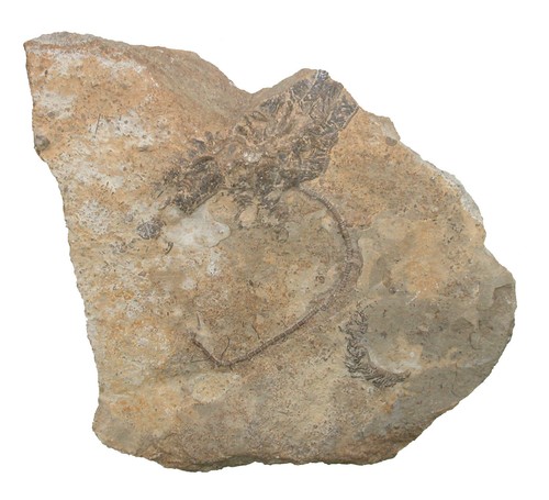 Karbon eretmocrinus tentor - karbon,
