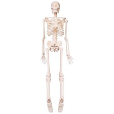 45 CM Menschliche Anatomie