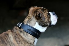 Hundehalsband Stitch Leder