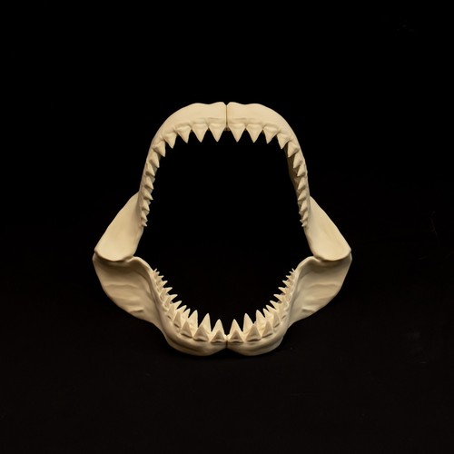 Megalodon hai kiefer replika - megalodon,