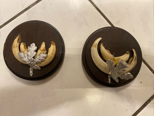 Keilerwaffen jagdtrophäe - 2,