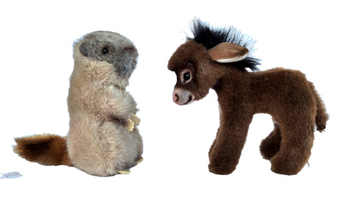 Erdhörnchen und - cm),