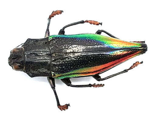 Buprestidae cyphogastra sp - buprestidae,,