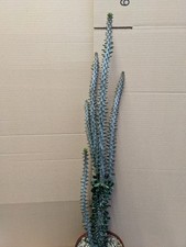 Alluaudia procera, kakteen sukkulenten Kaktus Caudex