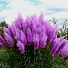 Lila - PAMPASGRAS - Ziergras - winterhart