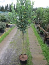 Hochstamm Felsenbirne Rainbow