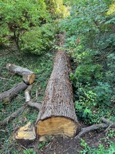 Eichenstamm, gefällt 120 cm Stammdurchmesser