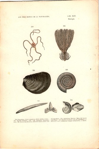 Antike handkolorierte - antike,