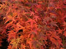 Acer palmatum 'Tsukasa