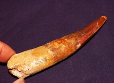 Versteinerter Dinosaurier-Zahn