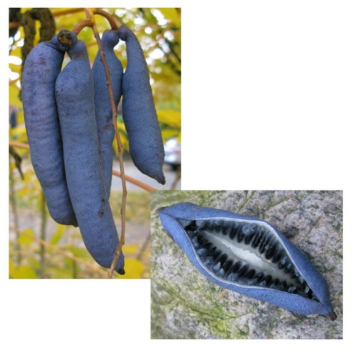 Samen blaugurke blaugurkenbaum - samen,
