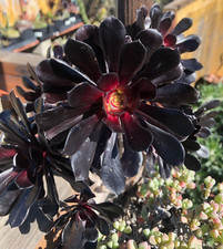 Aeonium ‘Black Rose' 2