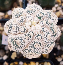 Ariocarpus RARITÄT