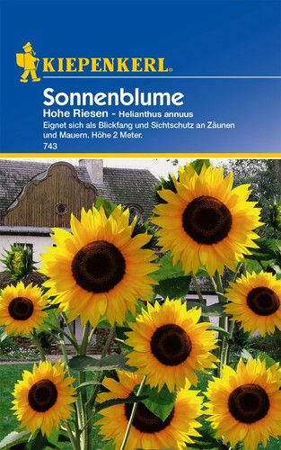 Sonnenblume hohe riesen - ,