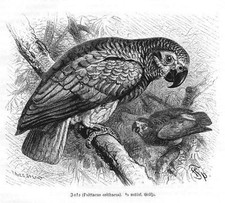 JAKO Graupapagei Psittacus erithacus PAPAGEI Holzstich 1891 Vogel Ornithologie
