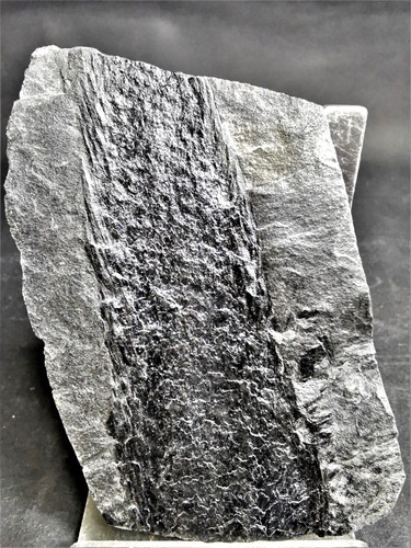 Lepidostrobus fossile - lepidostrobus,