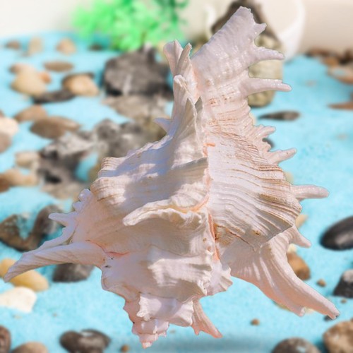 Conch shell aquarium ornament - conch,