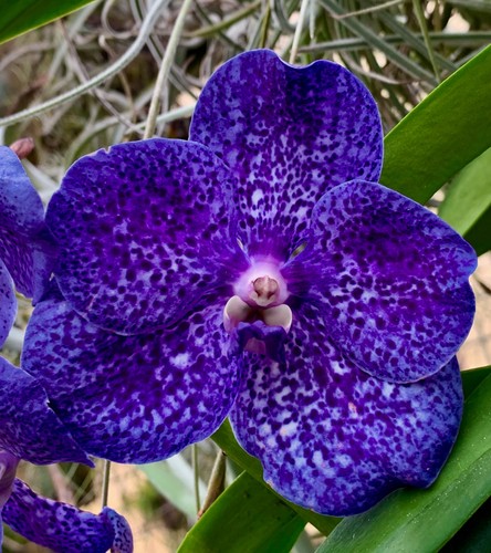 Vanda blue black new - blue,