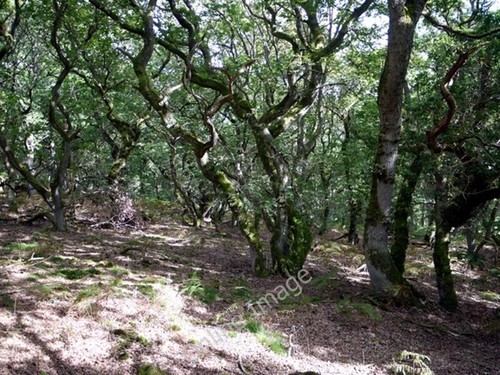 Foto 6x4 holystone north wood - 6x4,