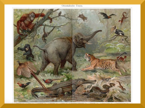 Orientalische fauna 130 jahre - orientalische,