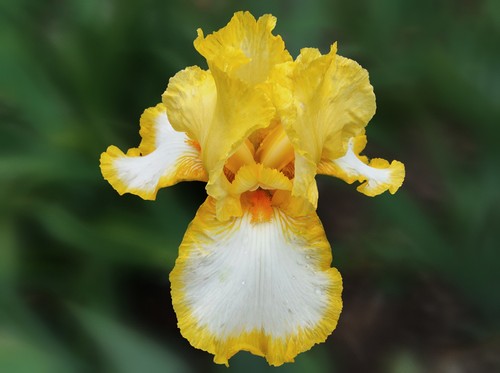 Schwertlilie iris first - /,
