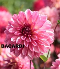 Dahlien  4 Knollen/Bacardi