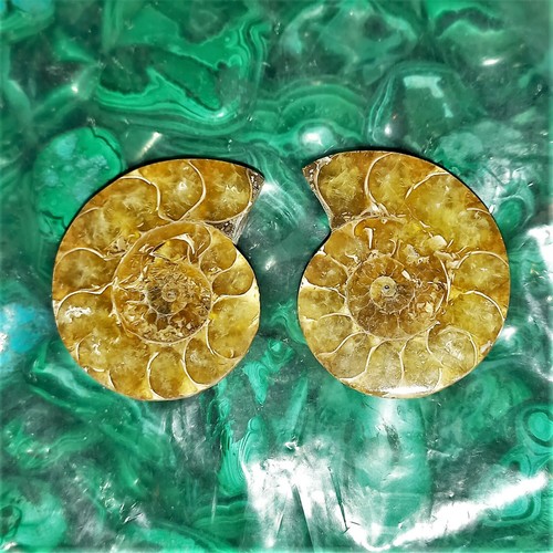 Phylloceras geschnitten